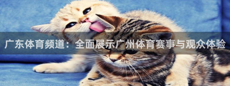 足球直播吧app：广东体育频道：全面展示广州体育赛事与观众体验